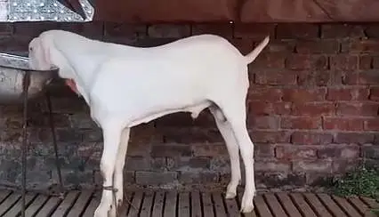 Gulabi Bakra Urgent For Sale/  03228068296 — photo 3