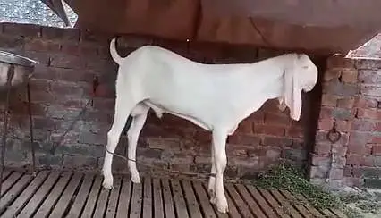 Gulabi Bakra Urgent For Sale/  03228068296 — photo 4