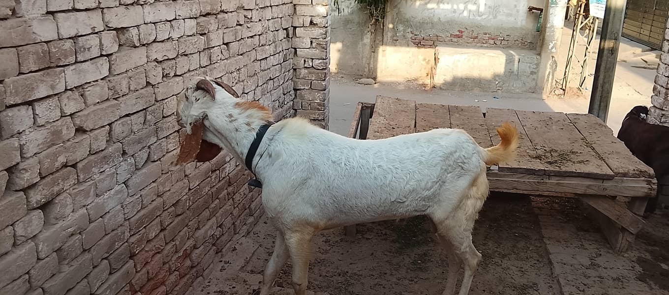 goat s 7
