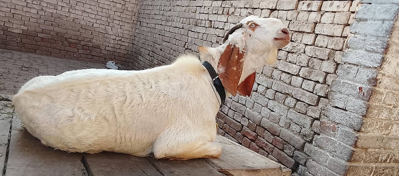 goat s 11