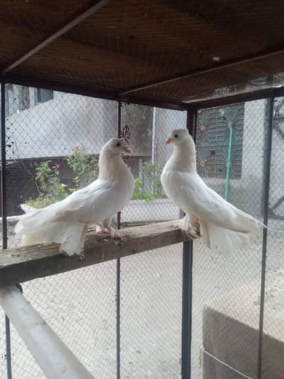 Pigeons for sale