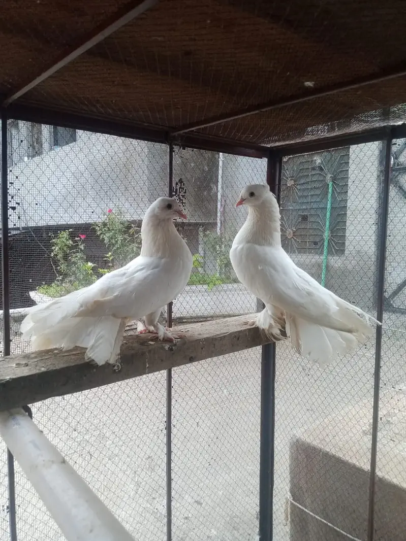 Pigeons for sale