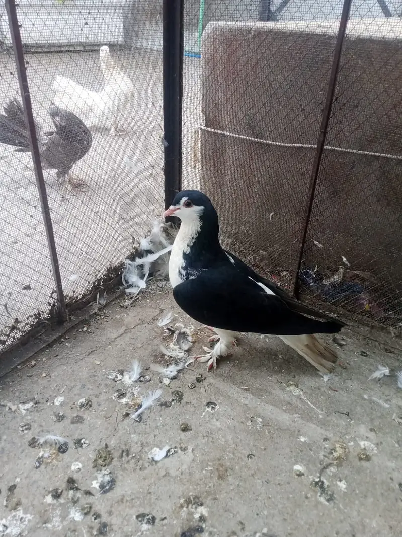 Pigeons for sale — photo 2