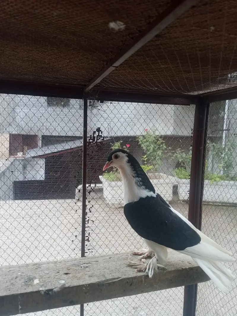 Pigeons for sale — photo 3