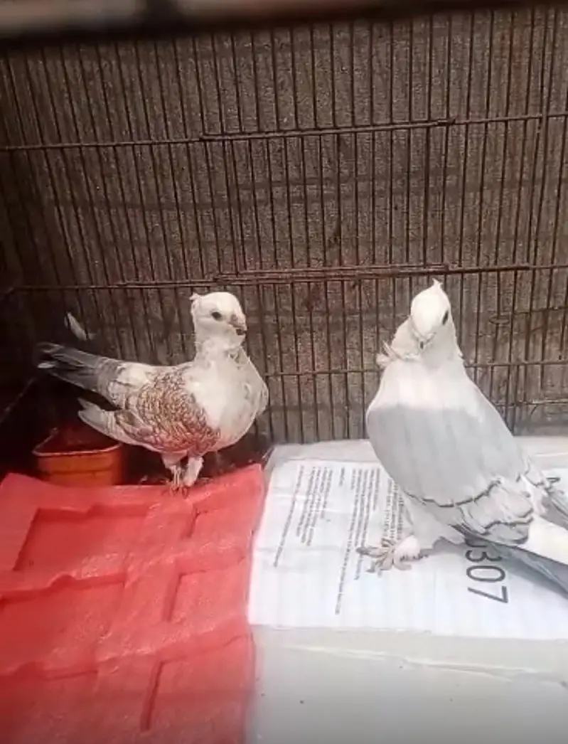 Pigeons for sale — photo 5