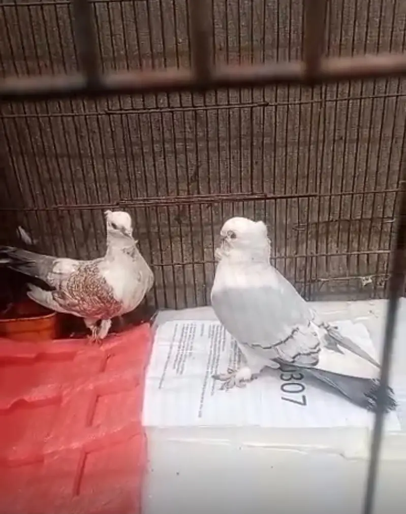 Pigeons for sale — photo 6