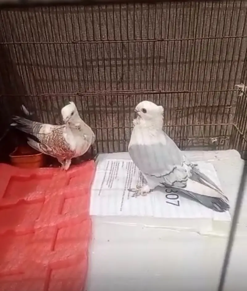 Pigeons for sale — photo 7