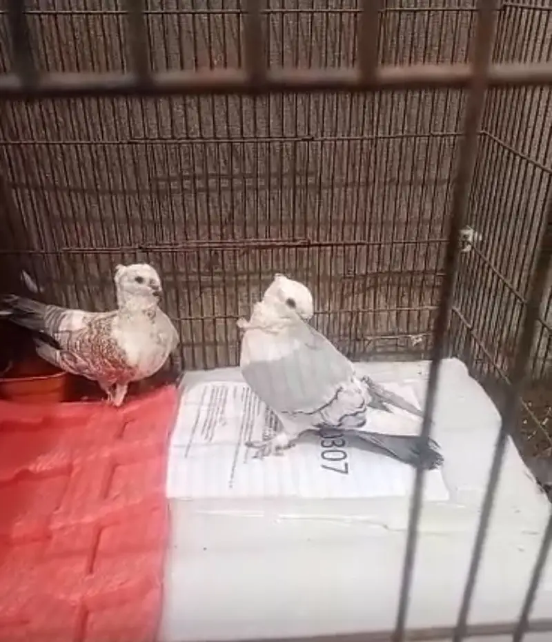 Pigeons for sale — photo 8