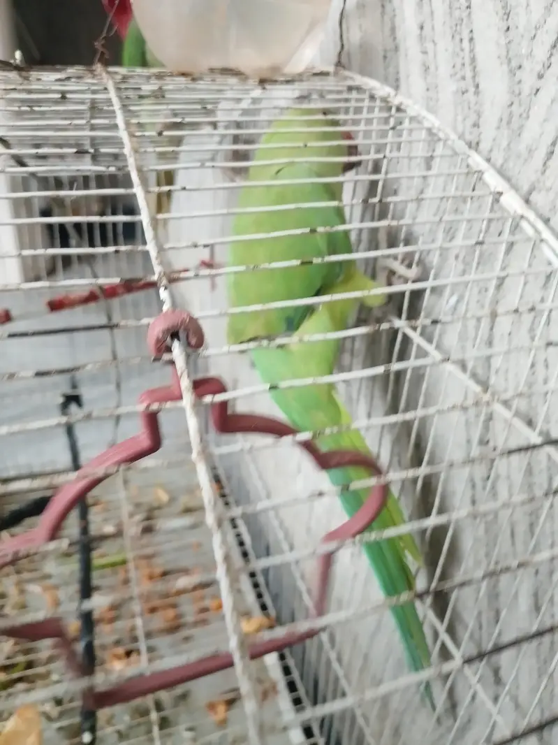 urgent sale krna ayy bolny WALA ayyy hand pay bathta ayy — photo 3