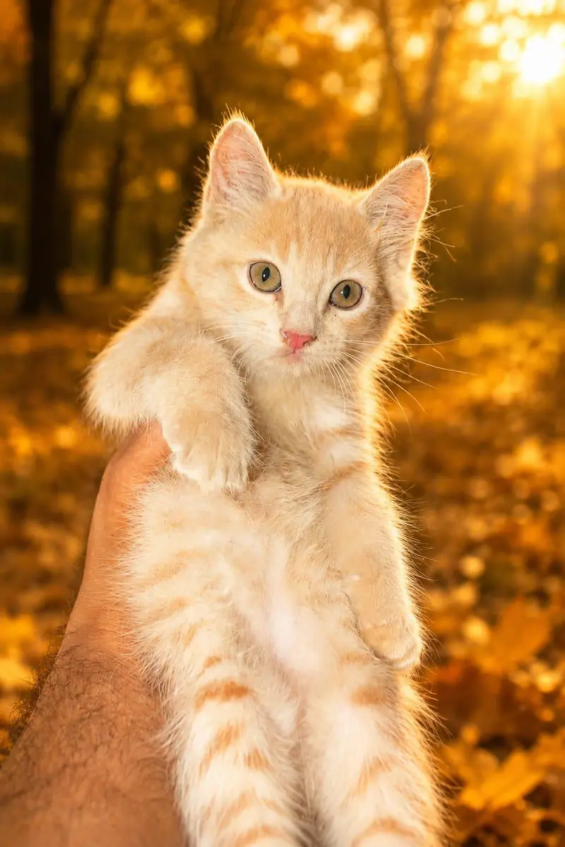 Persian Kitten's Full frindly — photo 6
