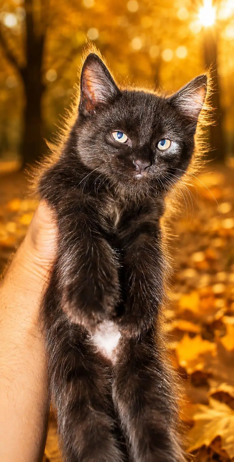 Persian Kitten's Full frindly — photo 8