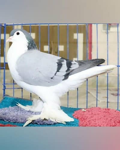 Lahori Sherazi Breeder Pair available