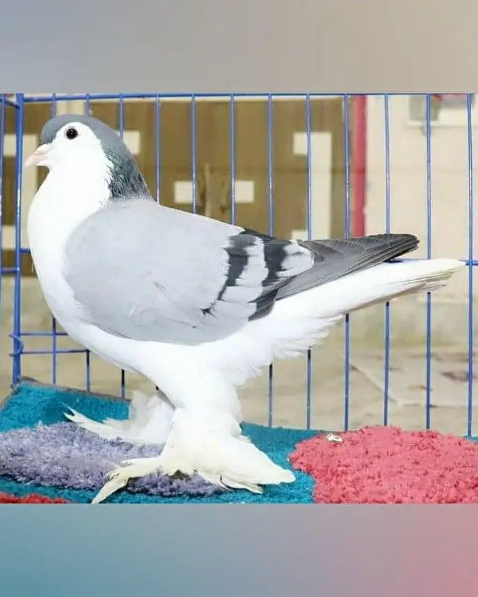 Lahori Sherazi Breeder Pair available