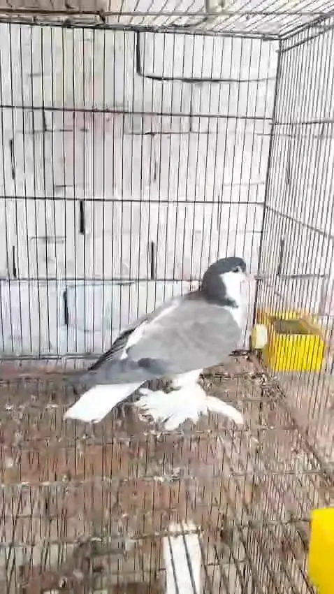 Lahori Sherazi Breeder Pair available — photo 2