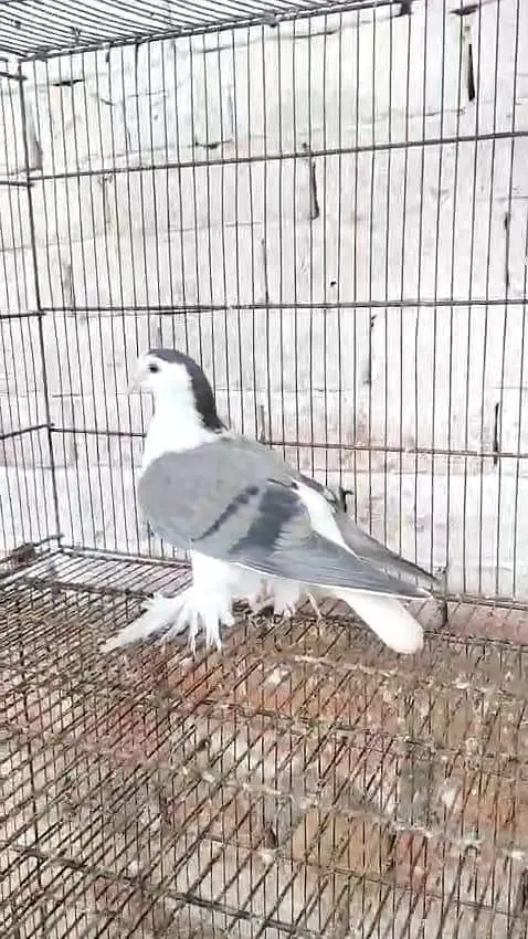 Lahori Sherazi Breeder Pair available — photo 3