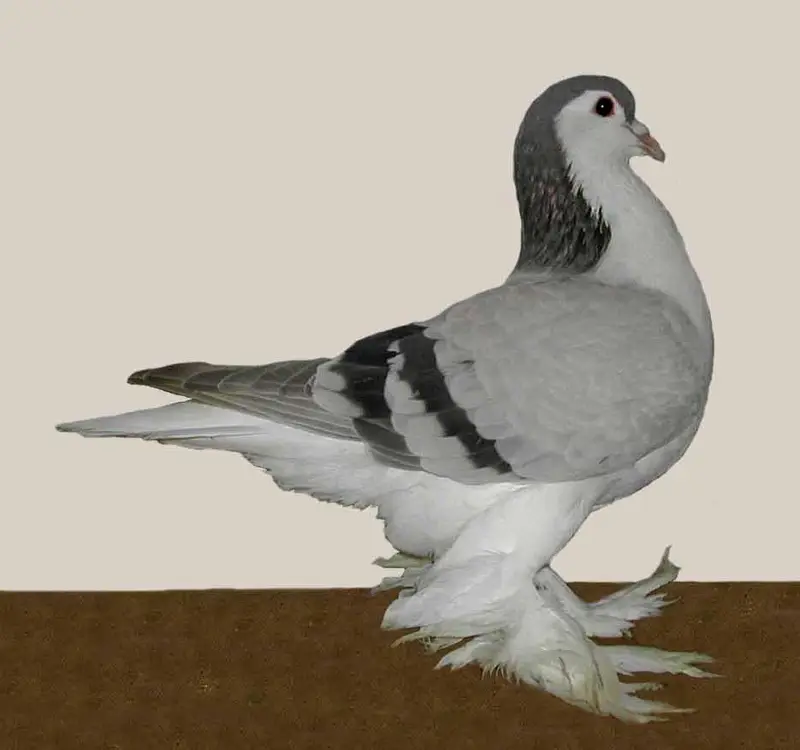 Lahori Sherazi Breeder Pair available — photo 4