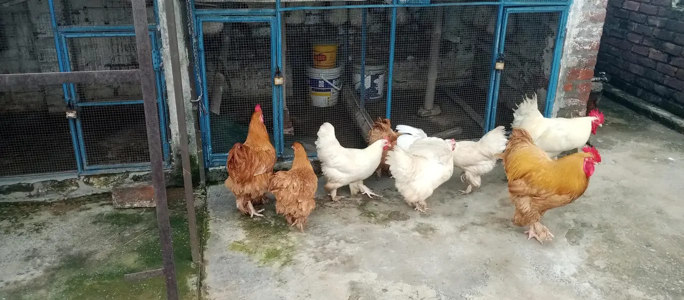 white buff & Golden buff — photo 2