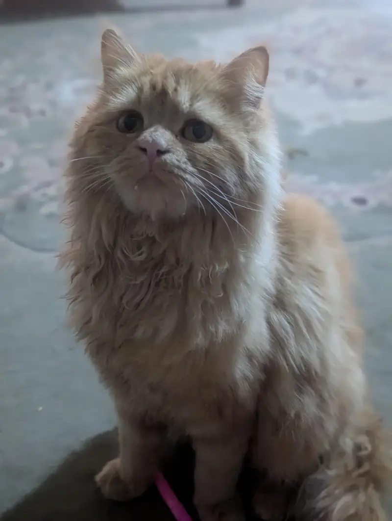 Urgent sale Extremely fluffy Ginger Persian cat — photo 3