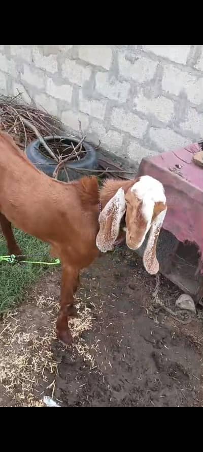 Bakra 6 month,Bakri(4 daant 2ra sua with 3 month male)