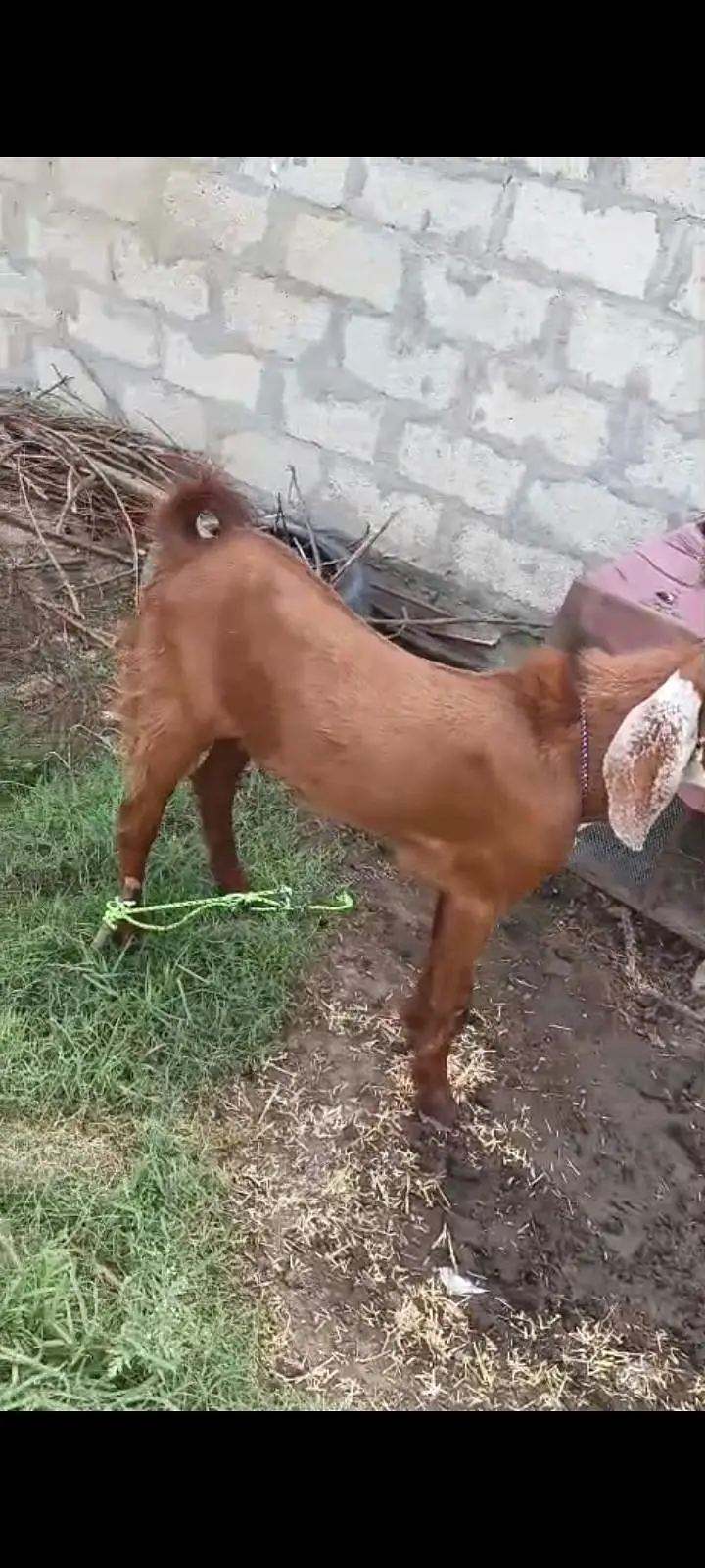 Bakra 6 month,Bakri(4 daant 2ra sua with 3 month male) — photo 3