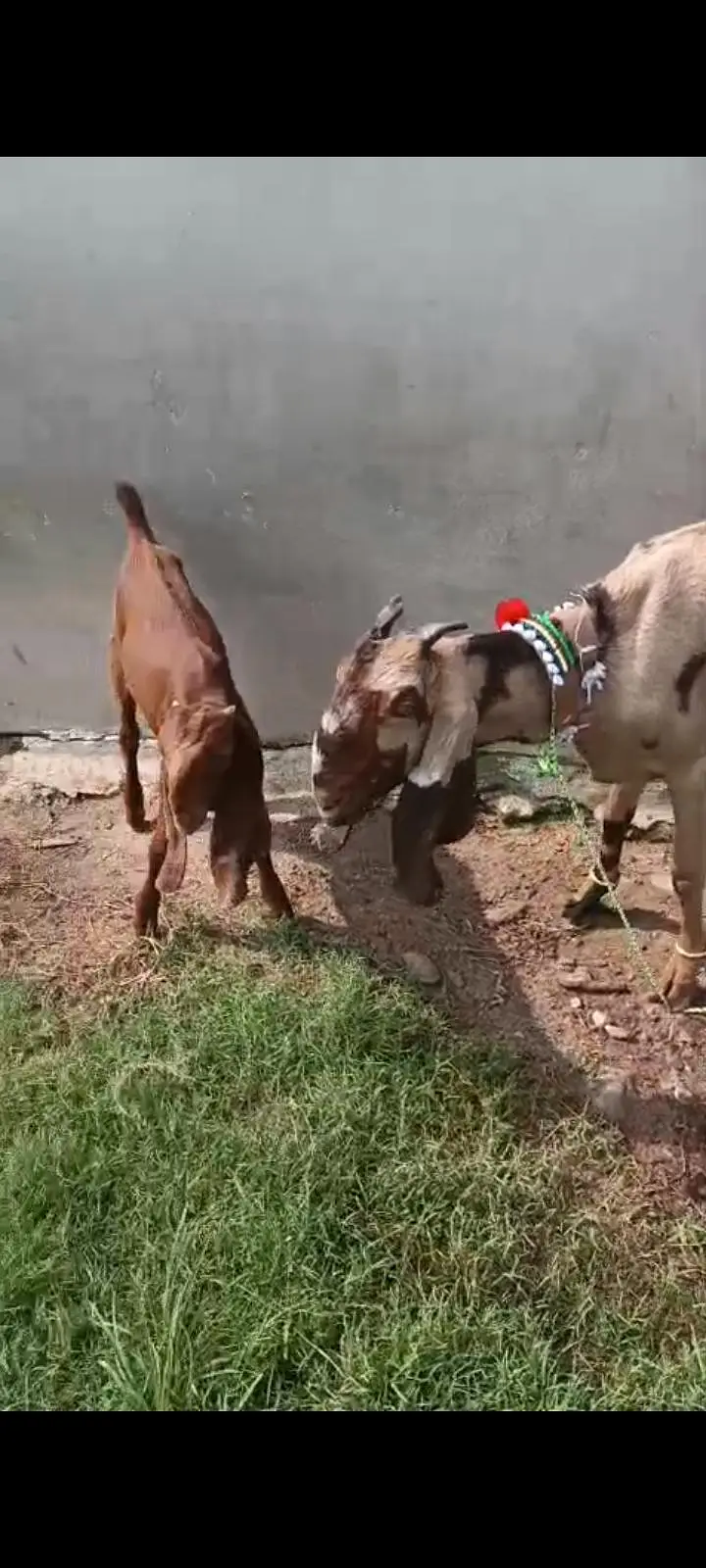 Bakra 6 month,Bakri(4 daant 2ra sua with 3 month male) — photo 4