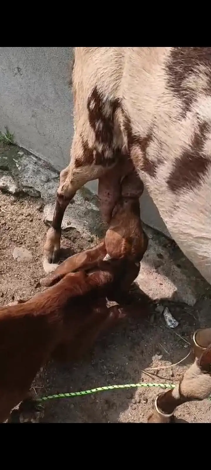 Bakra 6 month,Bakri(4 daant 2ra sua with 3 month male) — photo 5