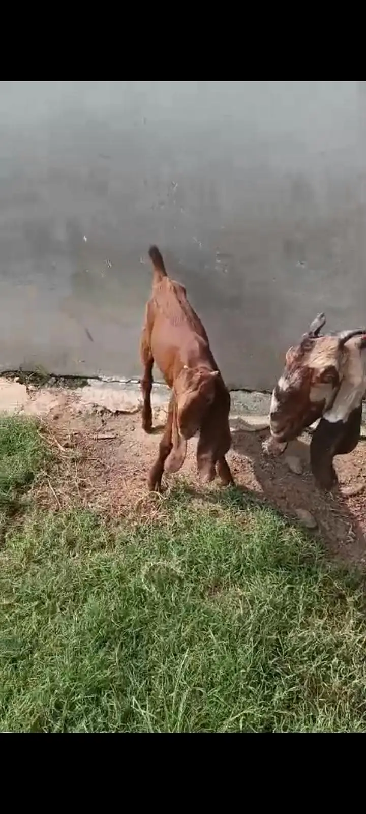 Bakra 6 month,Bakri(4 daant 2ra sua with 3 month male) — photo 6