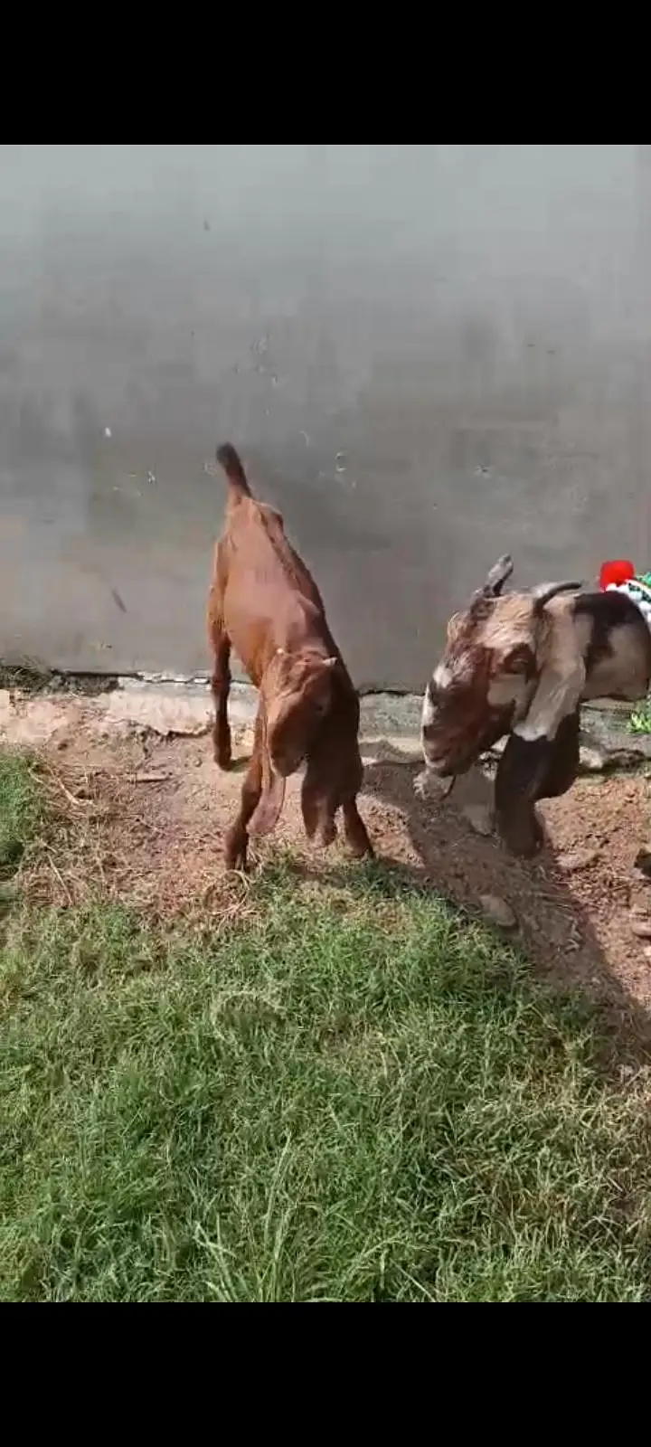 Bakra 6 month,Bakri(4 daant 2ra sua with 3 month male) — photo 7