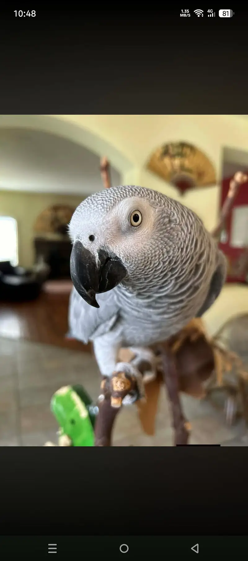 African Grey confirm breeder pair is required