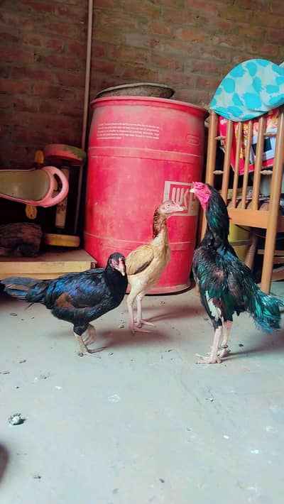 1 male and 2 female