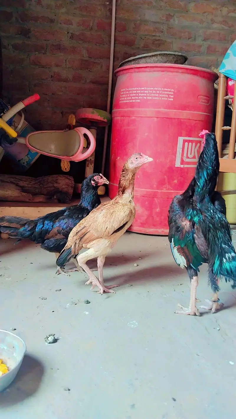 1 male and 2 female — photo 2