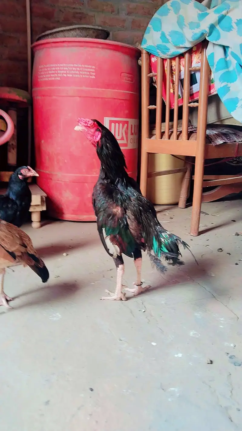 1 male and 2 female — photo 3