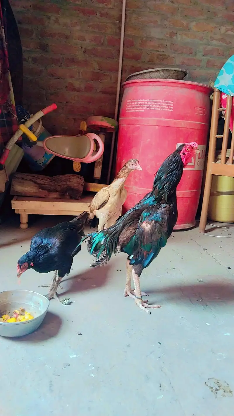 1 male and 2 female — photo 4