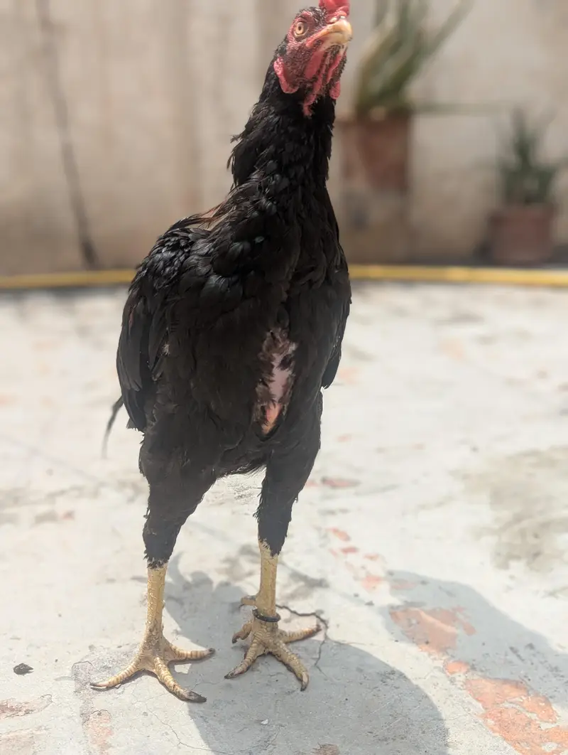 Lakha — photo 2
