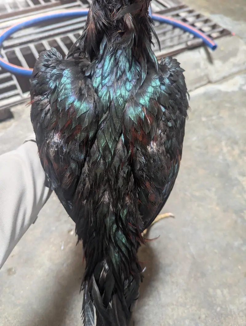 Lakha — photo 3
