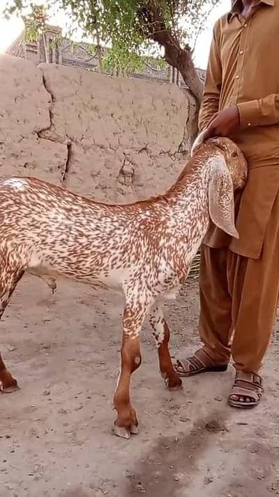 Makkah Chini Bakra Urgent For Sale // 03228068296