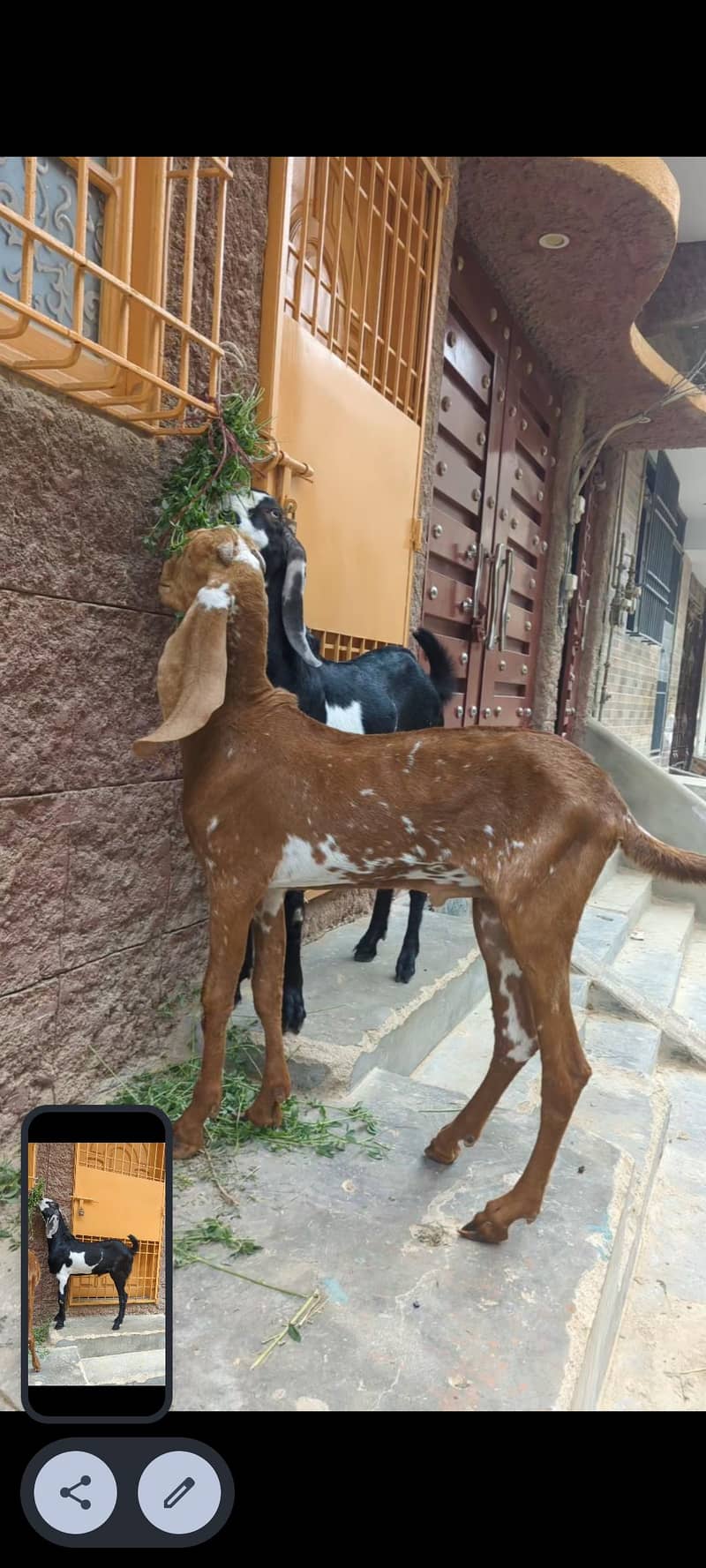 goats 1