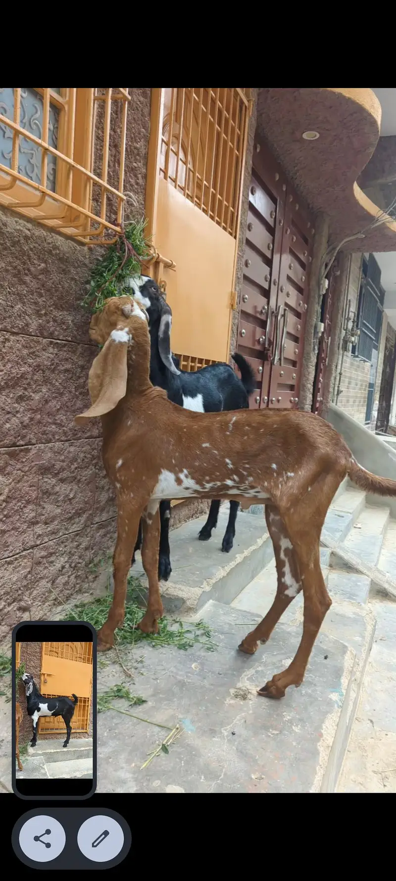 goats — photo 2
