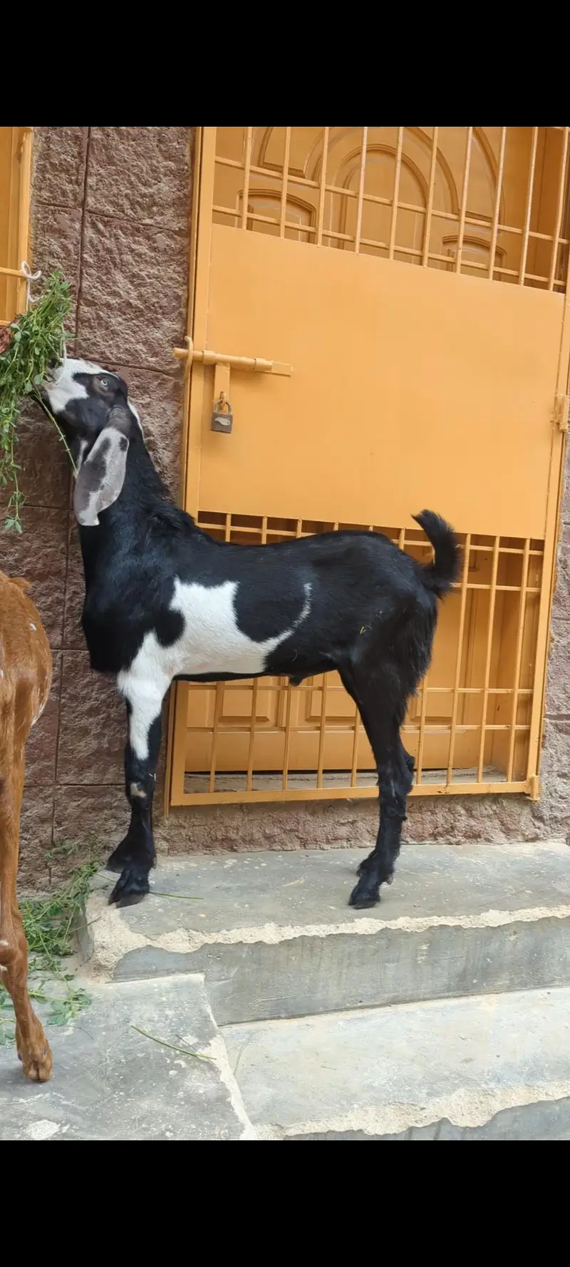 goats — photo 3
