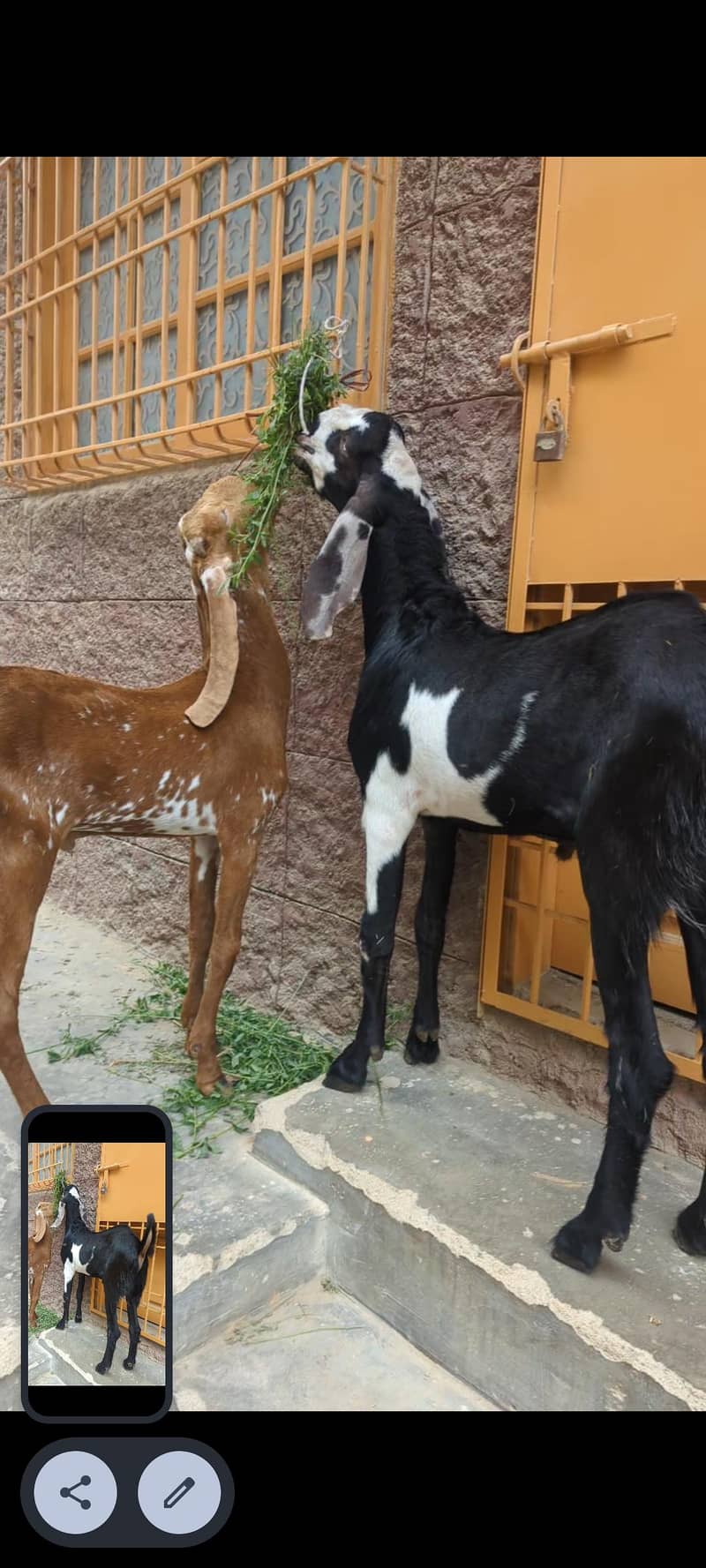 goats 3