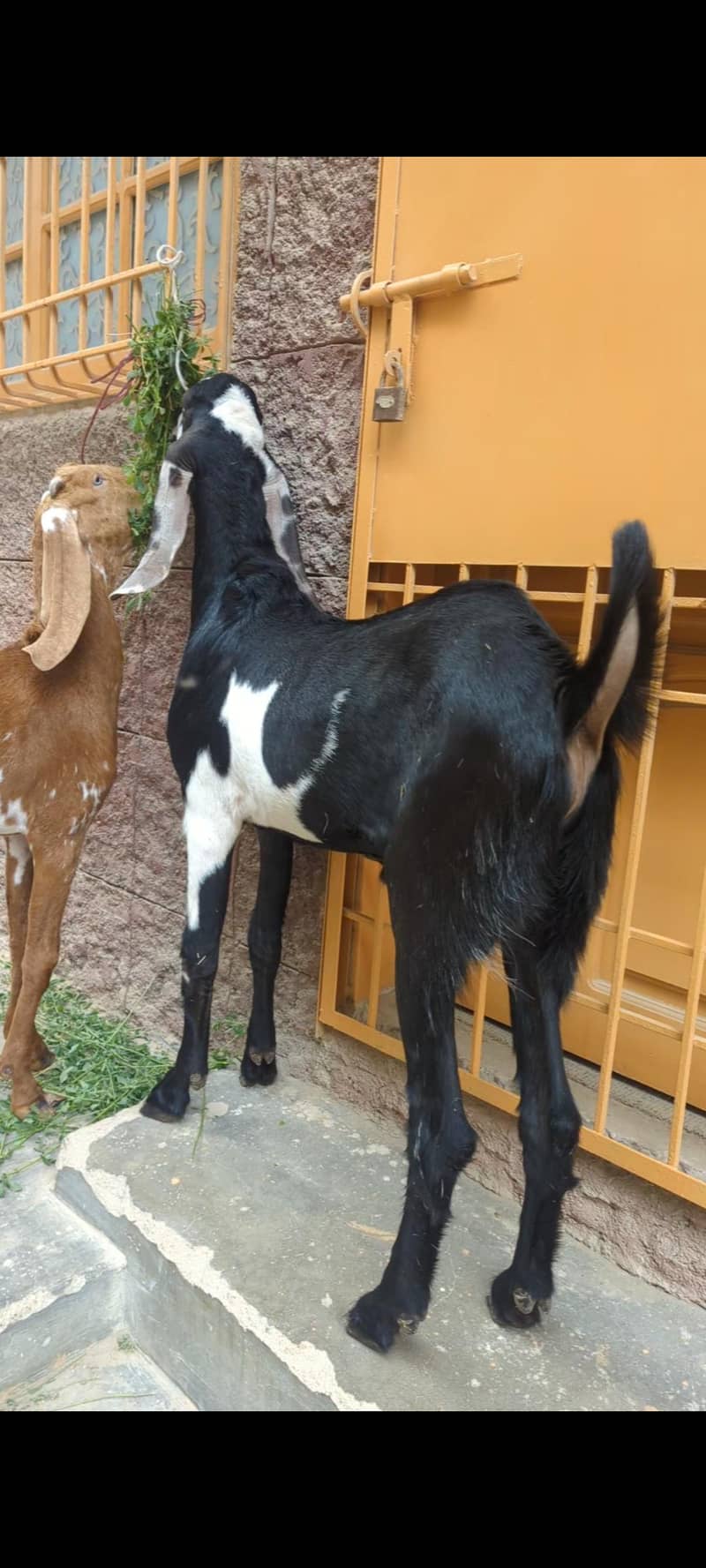 goats 4
