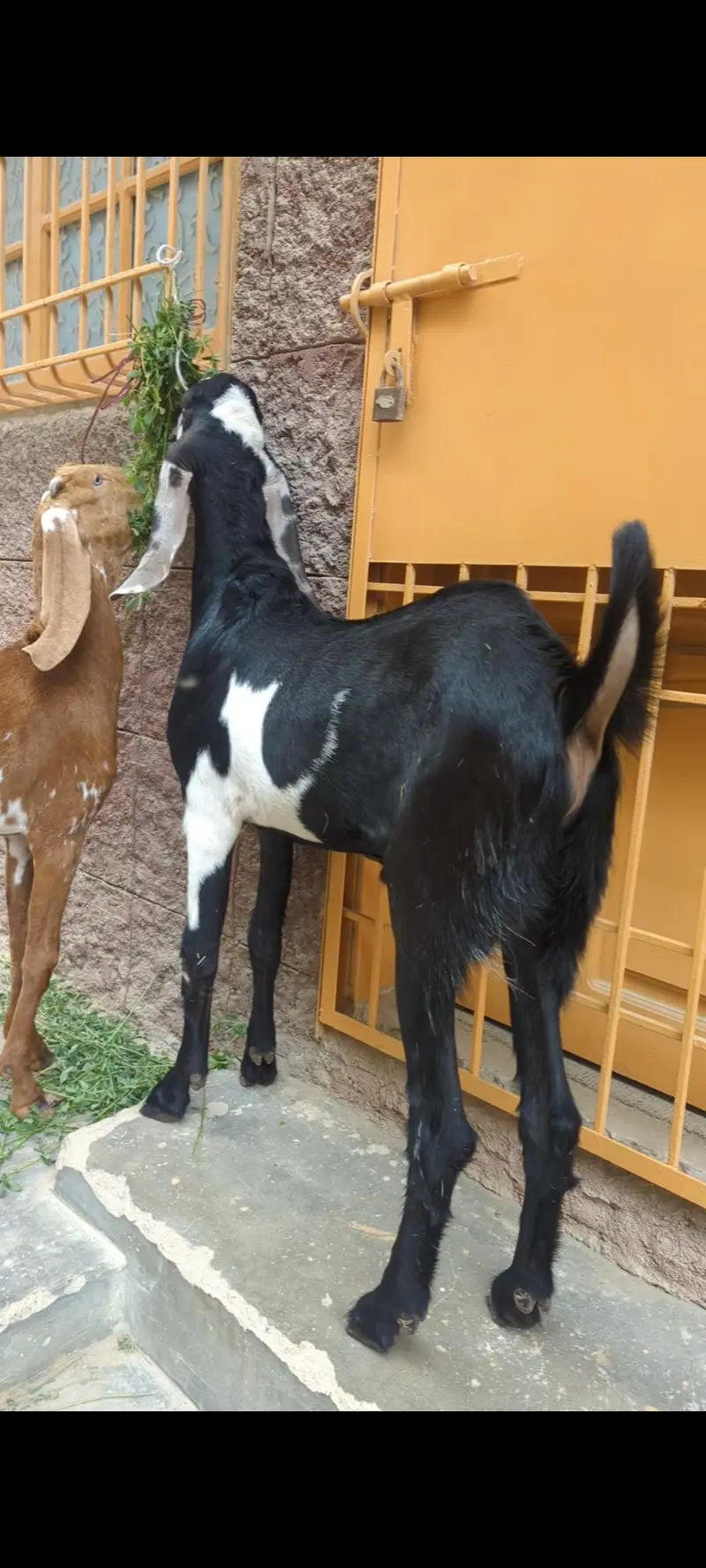 goats — photo 5