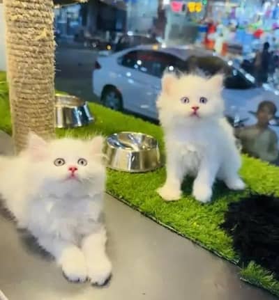 (Persian female kitten) (for sale all) (Pakistan delivery available)