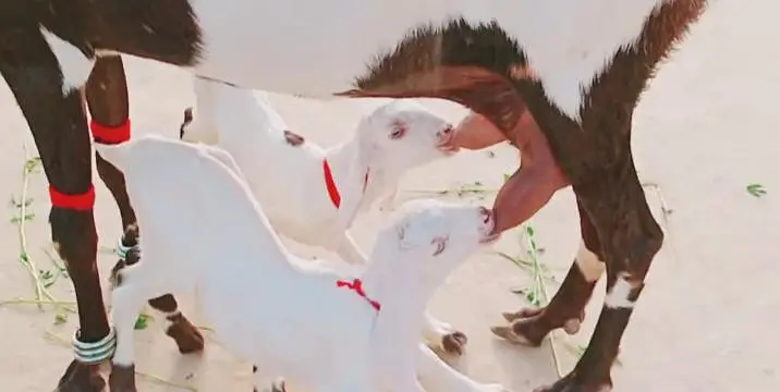 2 bacchon wali bakri for sale call me+03242213919 — photo 3