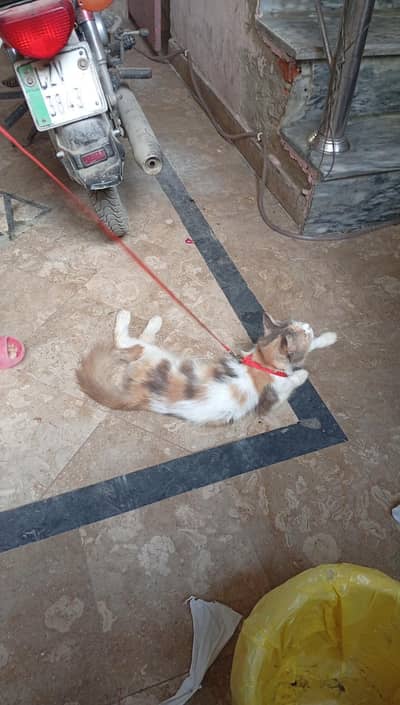 CAT FOR SALE PRICE 7000