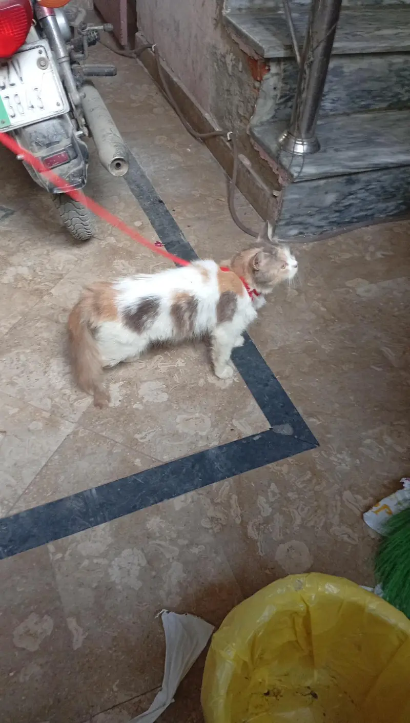 CAT FOR SALE PRICE 7000 — photo 2