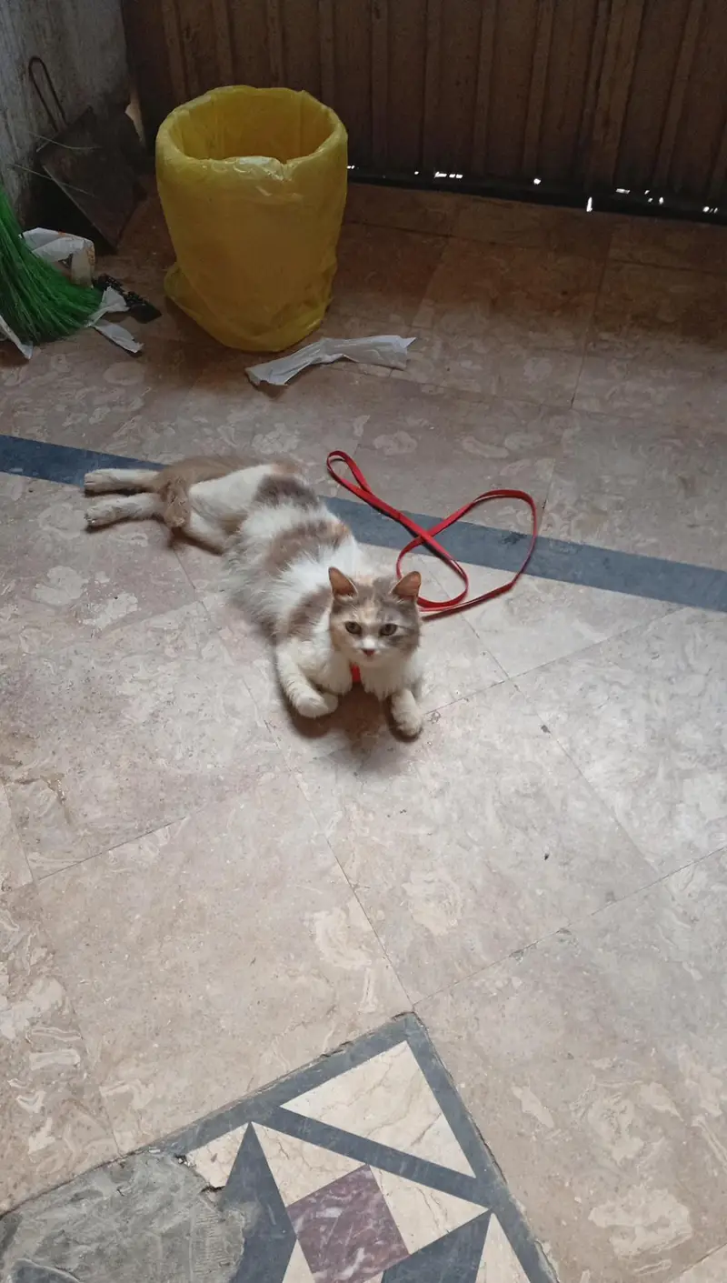 CAT FOR SALE PRICE 7000 — photo 3