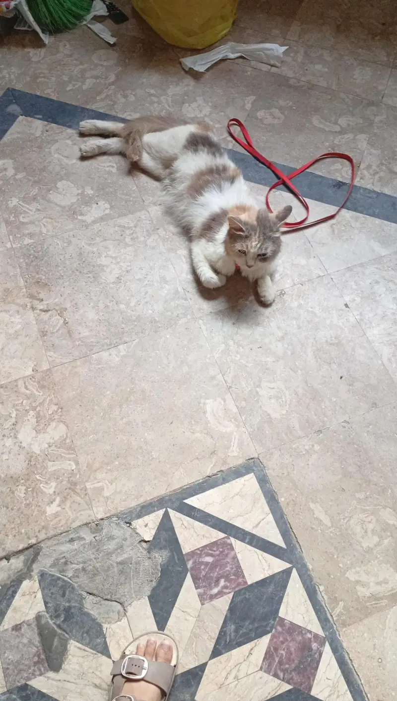 CAT FOR SALE PRICE 7000 — photo 4
