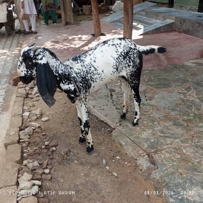 Female Goat For Sale