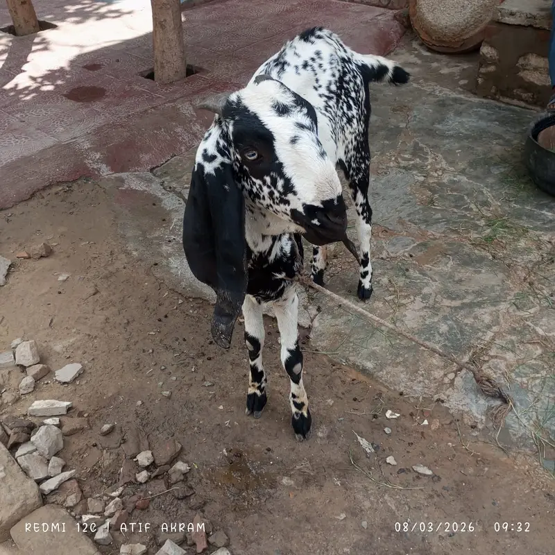 Female Goat For Sale — photo 2